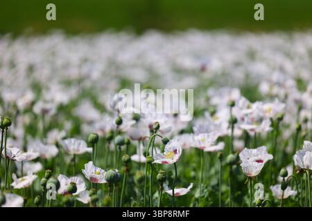 Ein großes Feld weißer Mohnblumen, im Hintergrund verschwimmt mit einem Detail der Mohnblumen und Blumen im Vordergrund Stockfoto