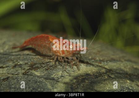 Neocaridina heteropoda var. ?Rot? Stockfoto