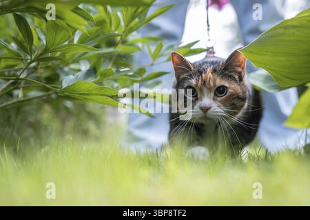 Katze in grünem Laub, Vegetation, die sich der Jagd nach natürlichen Instinkten hingibt. Ernsthaftes Haustier versteckt sich, leise benimmt sich nicht, um potentielle opfer abzuschrecken Stockfoto