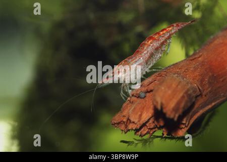 Neocaridina heteropoda var. ?Rot? Stockfoto
