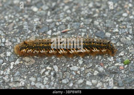Raupe der Grasglucke oder Trinkerin (Euthrix potatoria) ist ein Schmetterling (Nachtfalter). Trinker (Euthrix potatoria) ist ein Schmetterling (Motte) Stockfoto