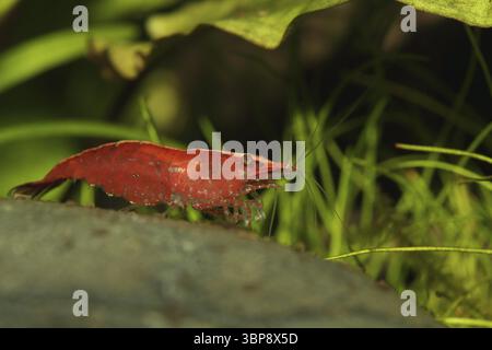Neocaridina heteropoda var. ?Rot? Stockfoto