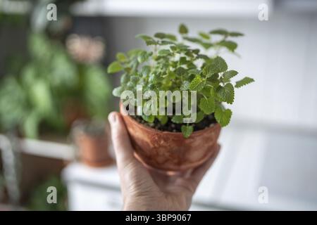 Melissa-Pflanze in Terrakotta-Topf-Nahaufnahme zu Hause. Gärtner Hand mit aromatischen frischen Zitronenmelisse Kräutern im alten Blumentopf, weicher Fokus. Zu Hause wachsen. Stockfoto