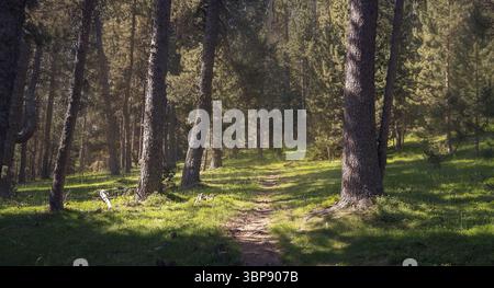 Sonnenlicht zieht durch die hohen Bäume und beleuchtet einen ruhigen Pfad in Cerdanya, Kataloniens bezauberndem Wald. Stockfoto