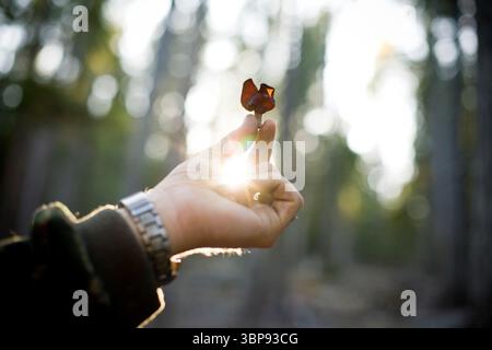 Ein junger Mann hält einen Gymnopilus ventricosus Pilz in einem Wald. Stockfoto