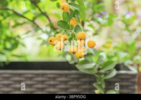 Nahaufnahme der Beeren von gelben asiatischen firethorn immergrünen Strauch (Pyramicantha rogersiana) auf grünem Bokeh Hintergrund Stockfoto