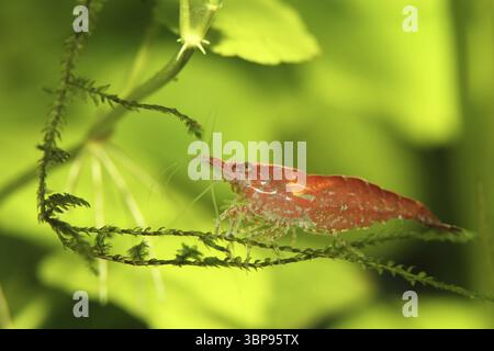 Neocaridina heteropoda var. ?Rot? Stockfoto