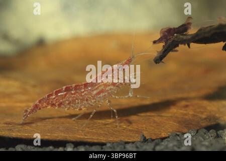 Neocaridina heteropoda var. ?Rot? Stockfoto