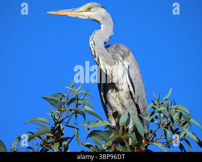 Junger Graureiher, der in Baumnähe sitzt Stockfoto