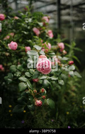 Rosenbusch im üppigen Sommergarten Stockfoto