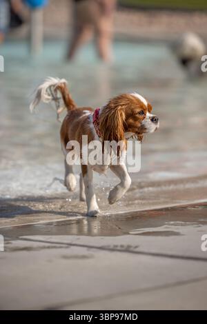 Wet Cavalier King Charles Spaniel spazieren am Rand des Wasserparks Stockfoto
