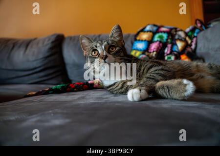 Kleines gestreiftes Kätzchen auf grauem Sofa mit gelber Wand dahinter und einer bunten Decke Stockfoto