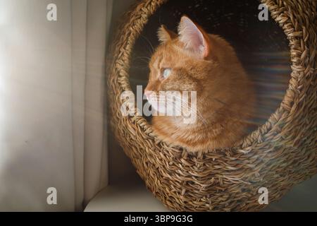 Süße Ingwerkatze, die ganz nah im Katzenhaus sitzt Stockfoto
