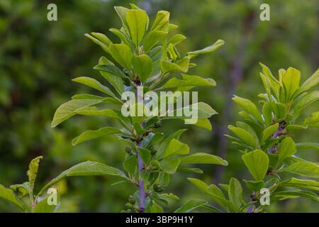 Saftig grüne Blätter und kleine Beeren von Prunus spinosa wachsen auf einem Stachelstrauch und sorgen für eine lebendige Darstellung an einem sonnigen Ort, wenn der Sommer beginnt. Stockfoto
