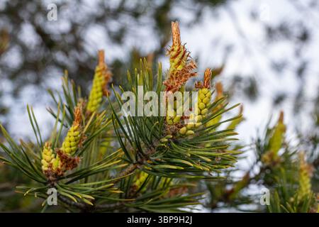 Die männlichen und weiblichen Kegel von Pinus sylvestris zeichnen sich durch die leuchtend grünen Nadeln aus, die die Fortpflanzungseigenschaften dieser Art in bewaldetem Gebiet Dura veranschaulichen Stockfoto