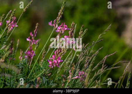 Die Sainfoin-Blüten blühen in rosa Stacheln zwischen üppig grünem Gras und sorgen in der warmen Frühlingssaison für ein lebendiges Schauspiel auf einer sonnigen Wiese. Stockfoto