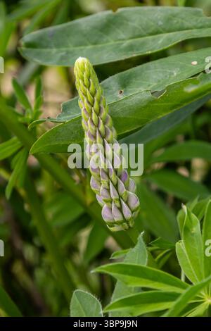 Ein hoher violetter Stachel von Lupinus polyphyllus erhebt sich aus grünen Blättern, die im Frühjahr blühen und sowohl Bestäuber als auch Naturliebhaber anziehen. Stockfoto