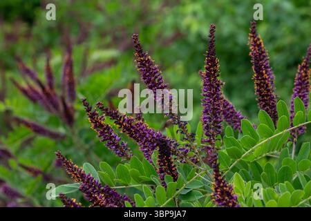 Üppig grüne Blätter bilden den Hintergrund für die auffälligen lila stachelartigen Blüten des falschen Indigobusches, der am sonnigen Frühlingstag des Wüstengartens gedeiht. Stockfoto
