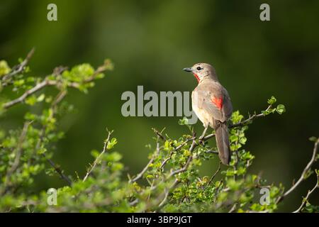 Rosafarbenes Buschgarnchen auf grünem Blattzweig in üppiger natürlicher Umgebung. Laikipia, Kenia Stockfoto