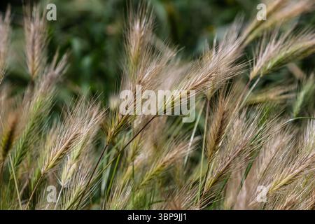Das Hordeum murinum zeigt seine markanten Spitzen und langen Sonnenstrahlen, die während eines warmen Sommernachmittags sanft in der Brise inmitten eines üppigen grünen Feldes schweben. Stockfoto
