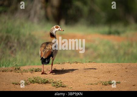 Eine einsame ägyptische Gans steht auf einem unbefestigten Weg inmitten von grünem Gras. Laikipia, Kenia Stockfoto