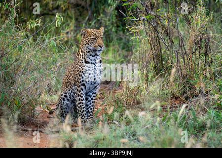 Leopard sitzt aufmerksam auf üppigem Grasland, umgeben von dichtem Laub. Laikipia, Kenia Stockfoto