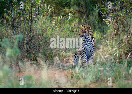 Leopard sitzt in üppig grünem Laub und beobachtet seine Umgebung in der Wildnis. Laikipia, Kenia Stockfoto