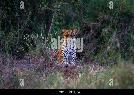 Ein Leopard sitzt wachsam inmitten von hohem Gras in einer üppigen, grünen Natur. Laikipia, Kenia Stockfoto