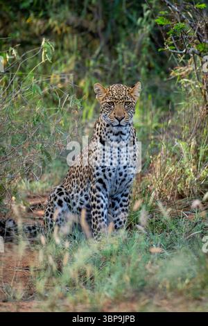 Leoparden sitzen wachsam in üppig grünem Gras, inmitten eines natürlichen Waldes. Laikipia, Kenia Stockfoto