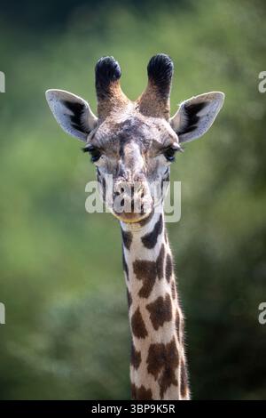 Nahaufnahme einer Masai-Giraffe mit einem unscharfen grünen natürlichen Hintergrund. Taita-Taveta, Kenia Stockfoto