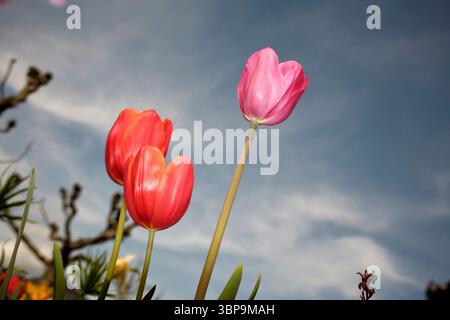 Rote und rosa Tulpen blühen unter einem klaren blauen Himmel mit verstreuten Wolken. Straßburg, Region Grand Est, Frankreich Stockfoto