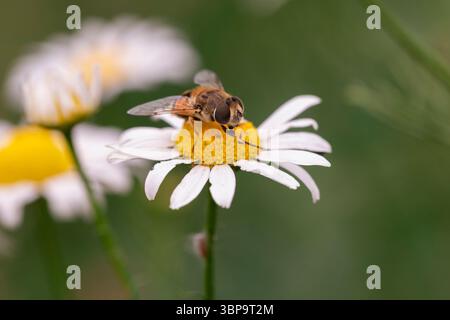 Detailliertes Makrobild von Hoverfly und Wild Daisy Flower mit Natur, Insekten und ökologischen Konzepten Stockfoto