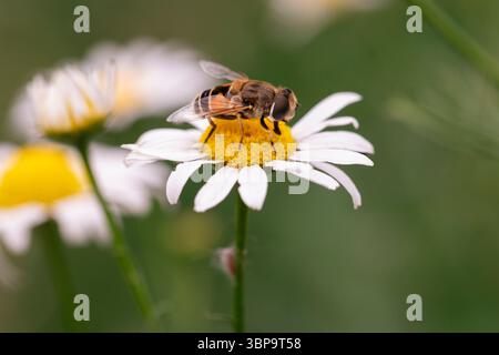 Sommerszene mit Hoverfly Pollinierung Daisy in Makroansicht, ideal Natur- und Wildtierfotografie aufgenommen Stockfoto