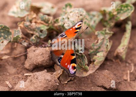Makrobild von Aglais io auf dem Boden zwischen verwelkten Pflanzen, natürliches Schmetterlingsverhalten in der Wildnis Stockfoto