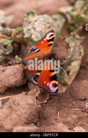 Pfauenschmetterling auf Schmutz und beschädigten Blättern im Agrar- oder Gartenbereich, Naturmakrofoto Stockfoto