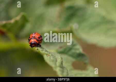 Bedrohung durch die Landwirtschaft: Colorado Kartoffelkäfer-Larven, die sich von Laub ernähren, Nahaufnahme von Makroinsekten für Landwirtschaft und Entomologie Stockfoto