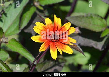 Nahaufnahme des Blumenkopfes von Heliopsis, var. Funkelnder Kontrast in voller Blüte Stockfoto