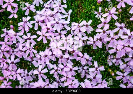 Rosa Moos campion auf einer Wiese Stockfoto