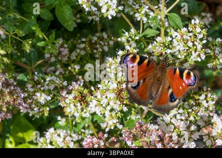 Ein Pfauenfalter, Aglais io, in einem Garten in Norfolk. Stockfoto