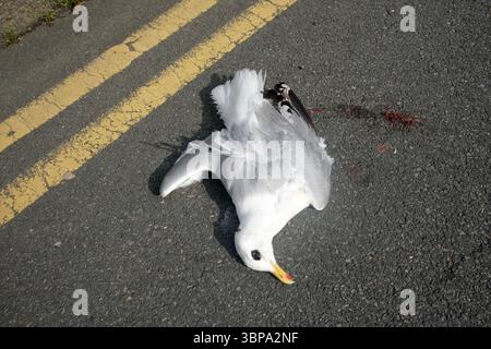 Tote Seemöbel auf der Straße in Wales Stockfoto