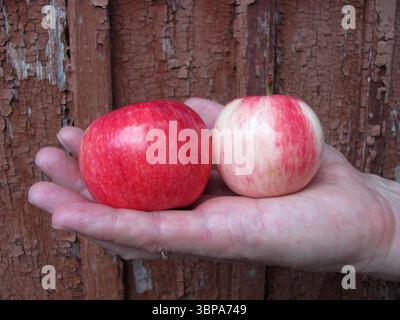 Rote reife Äpfel in männlicher Hand Nahaufnahme. Obst. Sommer, Ernte. Das Konzept der natürlichen gesunden Ernährung. Kopierbereich Stockfoto