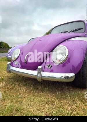 Zwei Vintage-violette Volkswagen-Käfer parkten an einem bewölkten Tag auf Gras mit Bäumen im Hintergrund Stockfoto