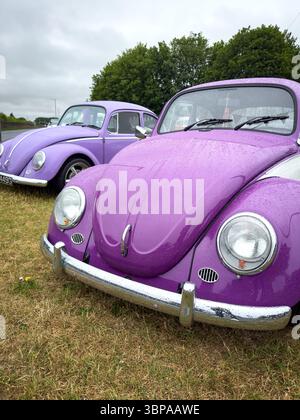 Zwei Vintage-violette Volkswagen-Käfer parkten an einem bewölkten Tag auf Gras mit Bäumen im Hintergrund Stockfoto