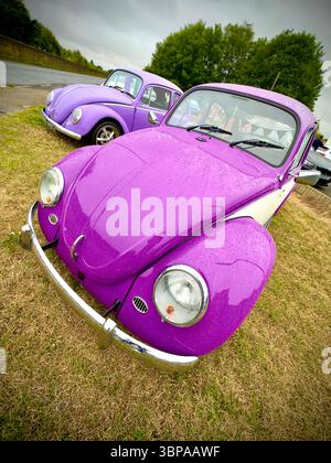 Zwei Vintage-violette Volkswagen-Käfer parkten an einem bewölkten Tag auf Gras mit Bäumen im Hintergrund Stockfoto