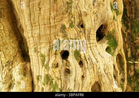 Blick auf einen alten Olivenbaum-Stamm Stockfoto