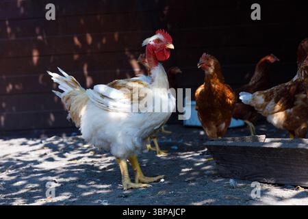 A Bright Day on the Farm Featuring a White Rooster Surrounded by Brown Hens in Natural Farmyard Setting, Capturing the Beauty of Country Life in a Stockfoto