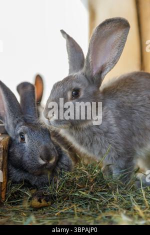 Zwei niedliche graue Hasen ruhen auf Fresh Hay: Ein süßer und ruhiger Moment, der in der Umarmung der Natur mit sanfter Beleuchtung und sanften Texturen festgehalten wird Stockfoto