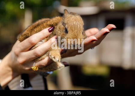 Der entzückende Junge Hase wird in einer sanften Hand gehalten, inmitten einer natürlichen Umgebung im Freien unter hellem sonnigem Himmel, perfekt, um das Wesen von festzuhalten Stockfoto