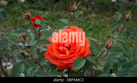 Die „Super Star“-Hybrid-Teerose glänzt in feurigen Orange-Rot-Tönen, mit großen Doppelblüten und eleganten Knospen, die auf aufrechten Stielen in einem lebhaften gard aufsteigen Stockfoto