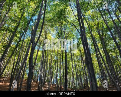 Blick auf einen üppigen, dichten grünen Wald mit hohen Bäumen und hellgrünen Blättern, die bis in den blauen Himmel reichen Stockfoto